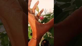 Home gardening || pink butter rose!!!!