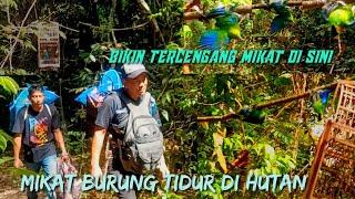 MIKAT BURUNG TIDUR DI HUTAN‼️NGERI CUCAK RANTE DI SINI‼️SEKALI DATANG SATU ROMBONGAN