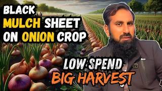 Black Mulching Shopper | Pyaz Ki Behtareen Paidawar Ka Raaz | Mulching Vs Non-Mulching | Onion Guide