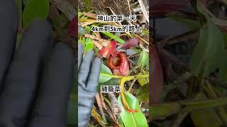 獨攀神山第一天4km原生豬籠草馬來西亞最高峰 #戶外 #travel #出國#沙巴#馬來西亞 #東亞#kinabalu #登山#outdoors #mountains #hiking #神山 #旅行