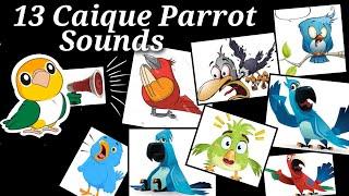 13 Caique Parrot Sounds and What does they mean by that || Caique Parrot Language || Caique Noices