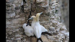 Bempton Cliffs Part 4 - NE Coast Special 10