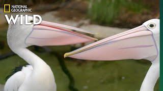 Australian Pelicans Take a Walk | Secrets of the Zoo: Down Under