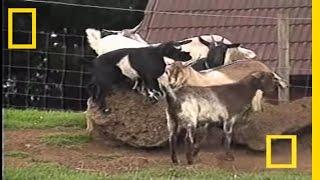 Fainting Goats | National Geographic