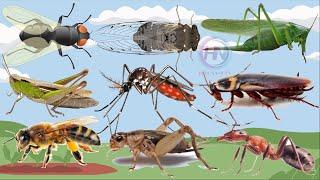 Các loài côn trùng - Insects | Bé nhận biết các loài côn trùng