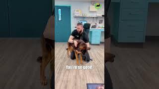 viral vet has an aggressive patient!