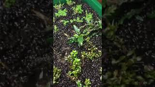 Propagation of Aquarium Plants S1E2