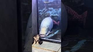 This Fish Has The Strongest Skin||#shorts