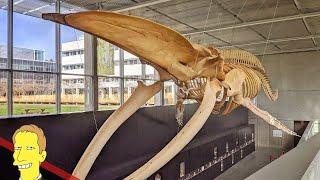 BEATY BIODIVERSITY MUSEUM: Canada's Largest Blue Whale Skeleton