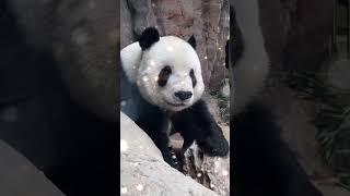 萌二你再看我，再看我！再看我就把你…………抱起亲秃啦啊啊啊啊啊 Panda MengEr  #panda #pandachina