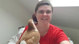 Pigeons as Pets Beginners Guide Episode #1 - Do Pigeons Make Good Pets and Are They Right for You?