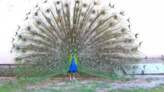 Pavo Real de pecho azul #pavoreal de la India