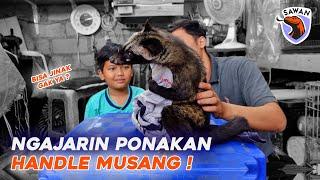 NGAJARIN PONAKAN HANDLE MUSANG YANG AKTIF! I #SAWAN