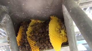 Bees In A Cellphone Tower!