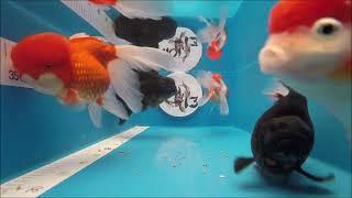 JUMBO XXXL Oranda - Schleierschwanz MIX # 9/2022   ---   KOI 13