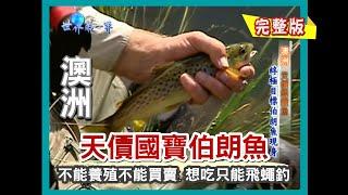 【澳洲】塔斯曼尼亞伯朗鱒 要吃只能靠飛蠅釣（每撈必中的螃蟹大巢穴／彩虹鱒養殖基地／華僑漁獲加工廠／寶特瓶釣魚神技）｜《世界第一等》244集完整版