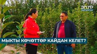 МЫКТЫ КӨЧӨТТӨР КАЙДАН КЕЛЕТ?