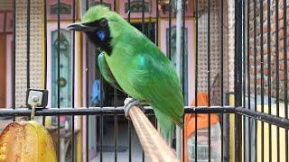 Chloropsis sonnerati - beautiful green cucak bird from Indonesia