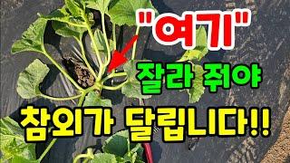 참외 여기를 자르고 순을 이렇게 쳐줘야 참외가 주렁쥐넝 달립니다 #참외키우기