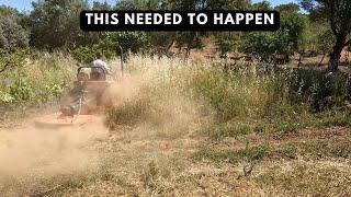 CLEARING OVERGROWN LAND ON OUR FARM / HOMESTEAD / RURAL PROPERTY IN PORTUGAL