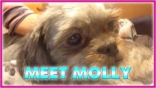 MEET MOLLY!!!