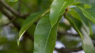 Quercus imbricaria - Shingle Oak