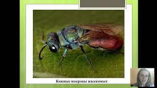 зоология Насекомые