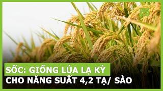 Sốc: Giống lúa lạ kỳ cho năng suất 4,2 tạ/ sào | VTC16