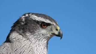 Frank Taylor Films No. 504  -  North Shore Hawk Banding