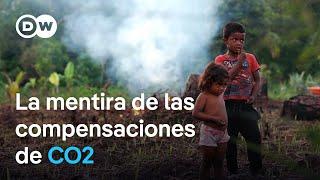 De la reforestación a la compensación de CO2: los sucios trucos de las empresas | DW Documental