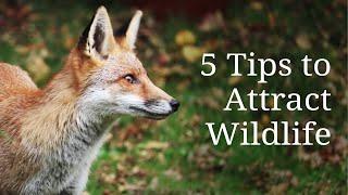 5 tips to attract wildlife into your garden