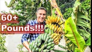 BANANAS... AFTER 9 MONTHS!!! |  HARVESTING | PRUNING | FEEDING |  PROPAGATING | RECYCLING