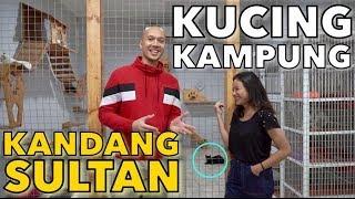 KUCING KAMPUNG KANDANG SULTAN ! MEWAH BGT TAPI PUPNYA BUANYAAAK  | THE GOLDEN FAMILY