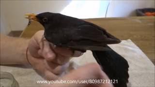 Ручной ЧЁРНЫЙ ДРОЗД:))) Крутая птичка  Turdus merula