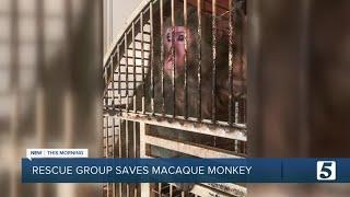 Animal rescue group recovers monkey from Tennessee home