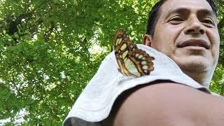 Y ASI LA VIDA EN EL CAMPO Y LAS MARIPOSAS