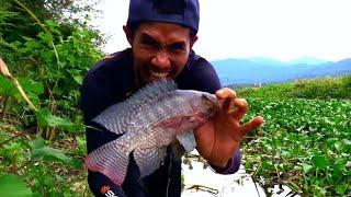 Mancing Nila Di Spot Andalan saya !! Banyak Nila Babon !!