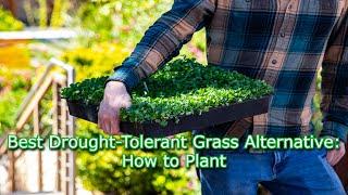 How to Plant DICHONDRA Alternative Lawns with Subsurface Irrigation