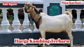 Harga kambing Kacang Hari Ini