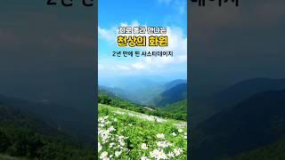 1,256m를 차로 오르는 천상의 화원 |6월 국내 여행지 추천,육백마지기,육백마지기 데이지꽃,청옥산 육백마지기,샤스타데이지,6월 여행지 추천,6월가볼만한곳 #육백마지기