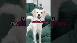 Etwas „Selbstgejagtes“ für meinen Hund #hund #oktoberfest #vlog #comedy