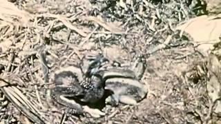 Osprey Bird Video: "The Osprey" Harrison-Roberts Wild LIfe Films  - CharlieDeanArchives