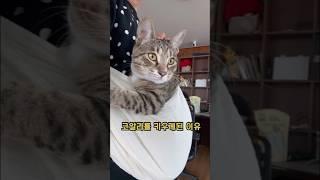 질척이는 고양이 꿀템
