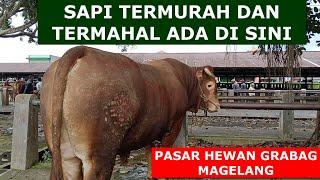 SAPI TERMURAH DAN TERMAHAL ADA DI SINI PASAR HEWAN GRABAG MAGELANG