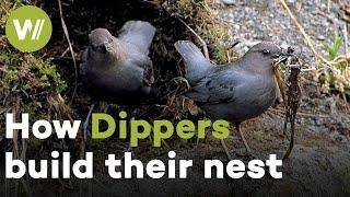 Dippers build their complex nest and dive through the water to hunt