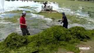 The algae problem: cleaning up City Park
