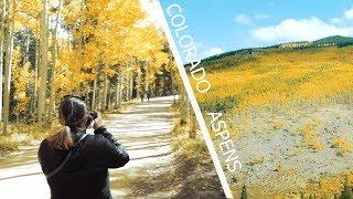 Colorado Aspens changing color at Kenosha Pass