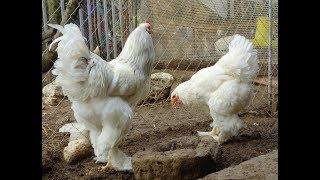 Chicken breeds - White brahma - White splash brahma - AGROKOTA.GR - Sony rx100