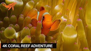 4K Adventure through Coral Reefs | Calming Music | Study, Sleep & Relax | SeaLegacy Marine Museum