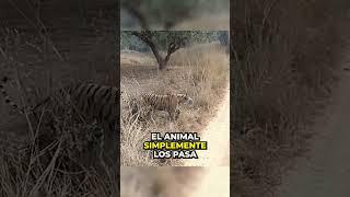 Turista persiguen a un tigre